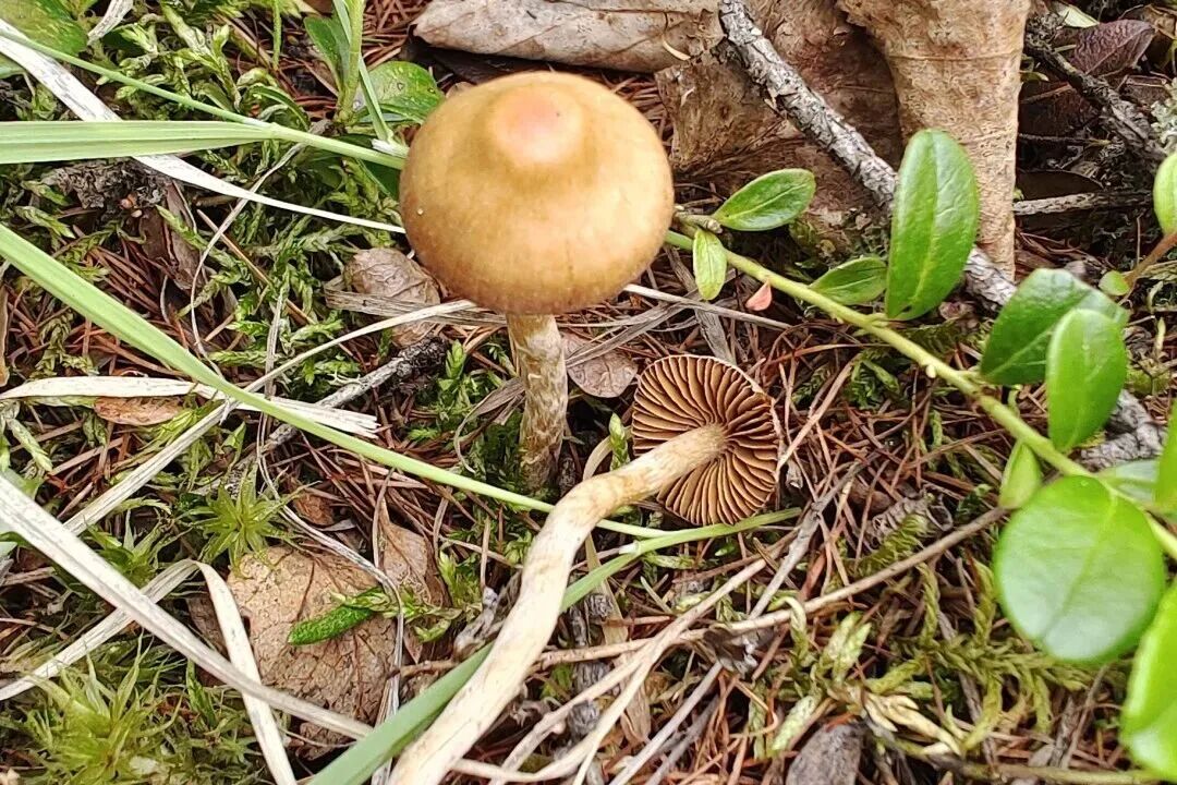 圖片關鍵詞